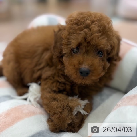 京都府のトイプードル(トイ) (ペットプラス 醍醐店/2026年1月24日生まれ/男の子/レッドフォーン)の子犬の3枚目の画像