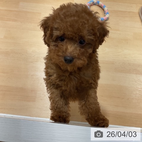 奈良県のトイプードル(トイ) (ペットプラス 大和郡山店/2026年1月24日生まれ/女の子/レッドフォーン)の子犬の4枚目の画像