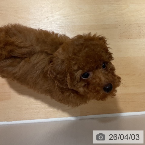 奈良県のトイプードル(トイ) (ペットプラス 大和郡山店/2026年1月24日生まれ/女の子/レッドフォーン)の子犬の3枚目の画像