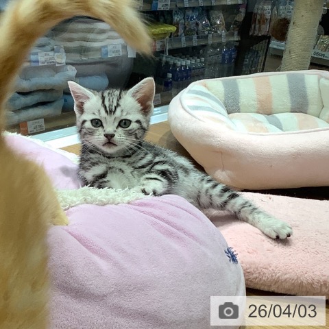 大阪府のアメリカンショートヘアー (ペットプラス イオン大日店/2026年1月27日生まれ/女の子/シルバータビー)の子猫の4枚目の画像