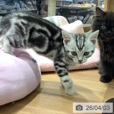 大阪府のアメリカンショートヘアー (ペットプラス イオン大日店/2026年1月27日生まれ/女の子/シルバータビー)の子猫の3枚目の画像