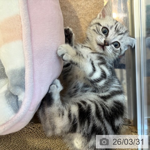 アメリカンショートヘアの写真