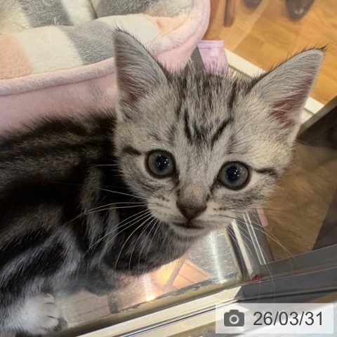 アメリカンショートヘアの写真