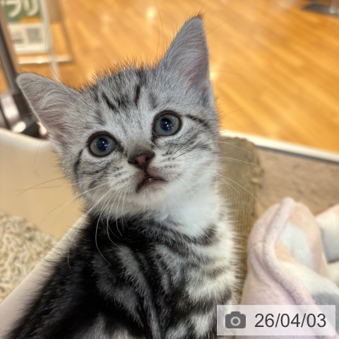 京都府のアメリカンショートヘアー (ペットプラス イオンモールKYOTO店/2026年1月27日生まれ/男の子/シルバータビー)の子猫の4枚目の画像