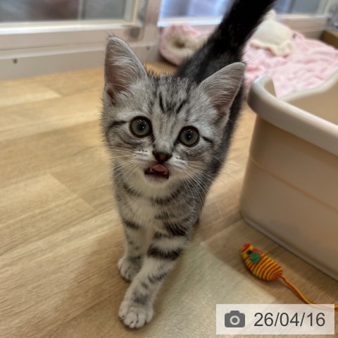 京都府のアメリカンショートヘアー (ペットプラス イオンモールKYOTO店/2026年1月27日生まれ/男の子/シルバータビー)の子猫の3枚目の画像