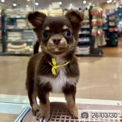 大阪府のチワワ(ロング) (ペットプラス イオン大日店/2026年1月16日生まれ/男の子/チョコレートタンホワイト)の子犬の4枚目の画像