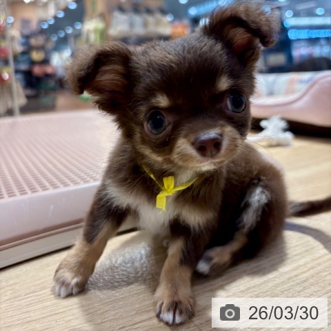 大阪府のチワワ(ロング) (ペットプラス イオン大日店/2026年1月16日生まれ/男の子/チョコレートタンホワイト)の子犬の3枚目の画像