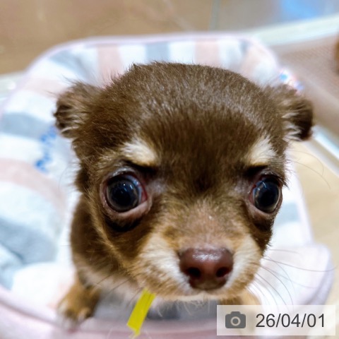 大阪府のチワワ(ロング) (ペットプラス イオン大日店/2026年1月16日生まれ/男の子/チョコレートタンホワイト)の子犬の4枚目の画像