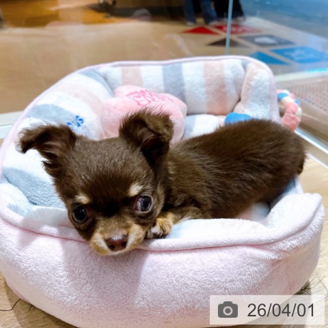 大阪府のチワワ(ロング) (ペットプラス イオン大日店/2026年1月16日生まれ/男の子/チョコレートタンホワイト)の子犬の3枚目の画像