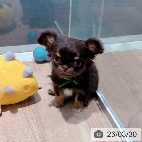 大阪府のチワワ(ロング) (ペットプラス イオン大日店/2026年1月24日生まれ/男の子/チョコレートタンホワイト)の子犬の3枚目の画像