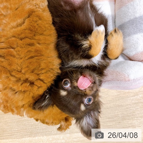 チワワの写真