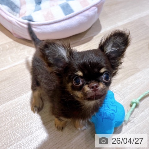 チワワの写真