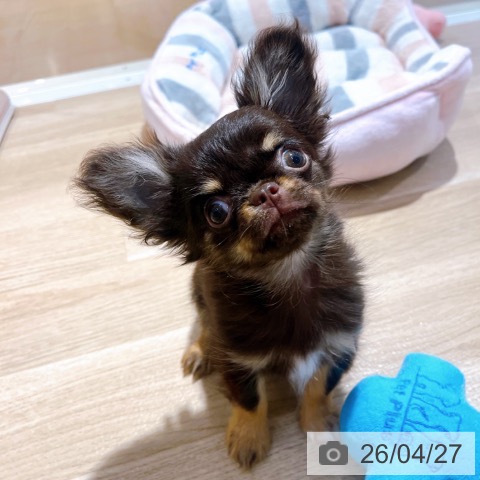 チワワの写真