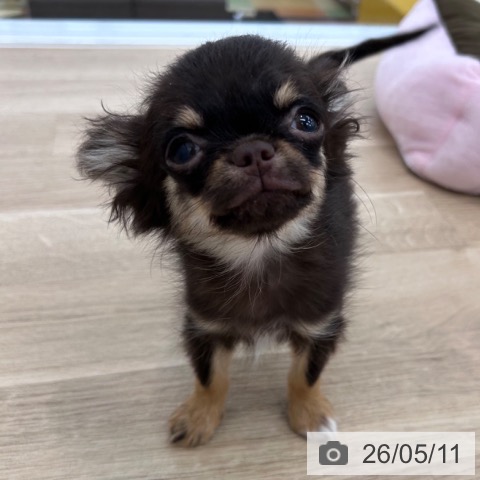 チワワの写真