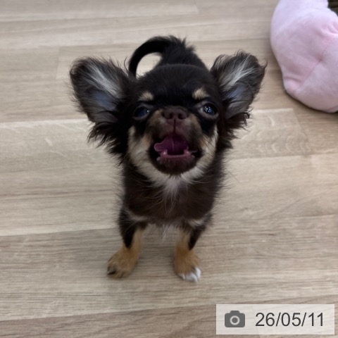 チワワの写真