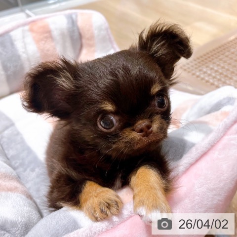 大阪府のチワワ(ロング) (ペットプラス イオン大日店/2026年1月24日生まれ/男の子/チョコレートタンホワイト)の子犬の4枚目の画像