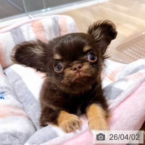 大阪府のチワワ(ロング) (ペットプラス イオン大日店/2026年1月24日生まれ/男の子/チョコレートタンホワイト)の子犬の3枚目の画像