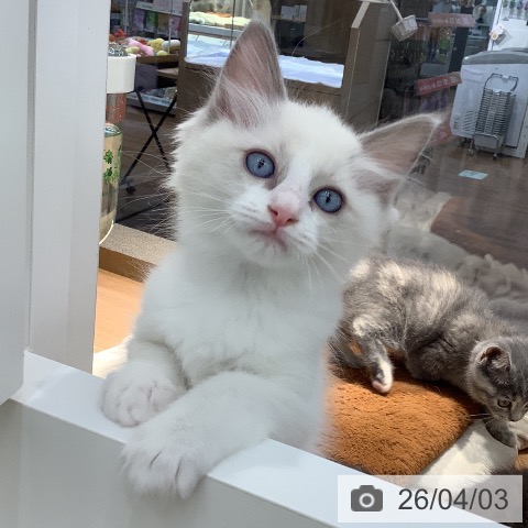 ラグドールの写真