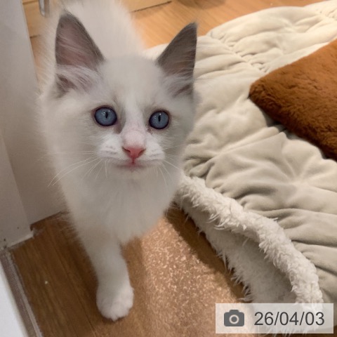 ラグドールの写真