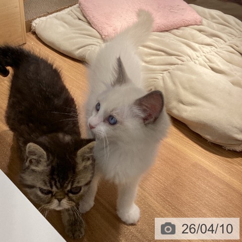 大阪府のラグドール (ペットプラス 堺鉄砲町店/2026年1月22日生まれ/男の子/ブルーポイントバイカラー)の子猫の3枚目の画像