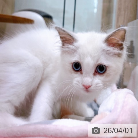 大阪府のラグドール (ペットプラス イオン大日店/2026年1月22日生まれ/女の子/ブルーポイントバイカラー)の子猫の4枚目の画像