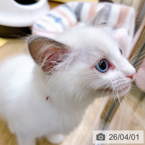 大阪府のラグドール (ペットプラス イオン大日店/2026年1月22日生まれ/女の子/ブルーポイントバイカラー)の子猫の3枚目の画像