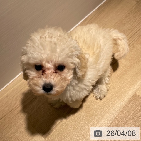 兵庫県のトイプードル(トイ) (ペットプラス 神戸三宮店/2026年1月29日生まれ/男の子/クリーム)の子犬の4枚目の画像