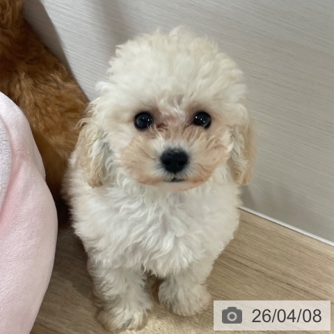 兵庫県のトイプードル(トイ) (ペットプラス 神戸三宮店/2026年1月29日生まれ/男の子/クリーム)の子犬の3枚目の画像