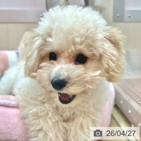 兵庫県のトイプードル(トイ) (ペットプラス 姫路大津店/2026年1月29日生まれ/男の子/クリーム)の子犬の3枚目の画像