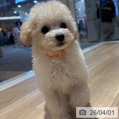 大阪府のトイプードル(トイ) (ペットプラス イオン大日店/2026年1月23日生まれ/女の子/クリーム)の子犬の4枚目の画像