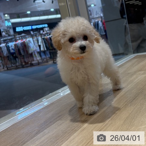 大阪府のトイプードル(トイ) (ペットプラス イオン大日店/2026年1月23日生まれ/女の子/クリーム)の子犬の3枚目の画像