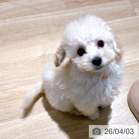 トイ・プードルの写真