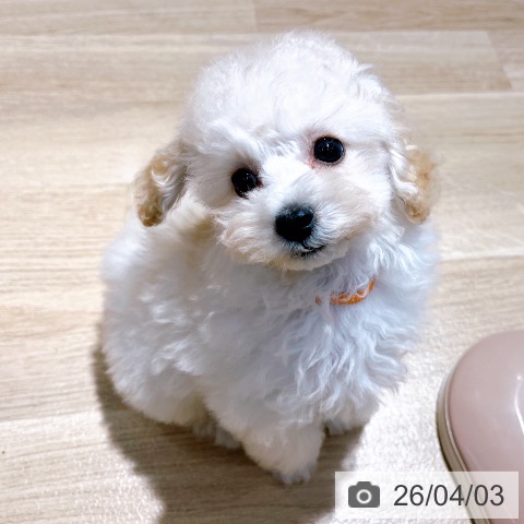 トイ・プードルの写真