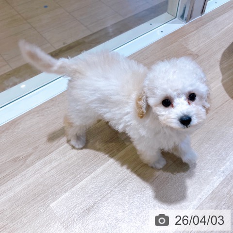 トイ・プードルの写真