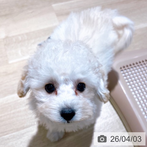 トイ・プードルの写真