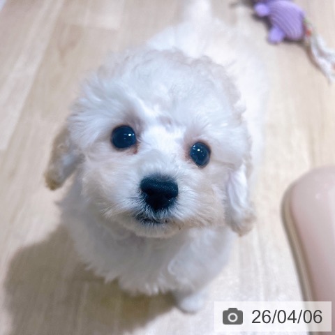 大阪府のトイプードル(トイ) (ペットプラス イオン大日店/2026年1月23日生まれ/女の子/クリーム)の子犬の4枚目の画像