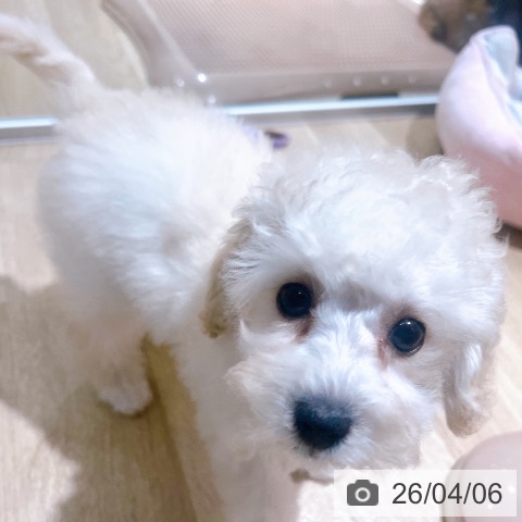 大阪府のトイプードル(トイ) (ペットプラス イオン大日店/2026年1月23日生まれ/女の子/クリーム)の子犬の3枚目の画像