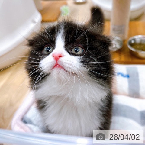 大阪府のスコティッシュフォールド (ペットプラス イオン大日店/2026年1月30日生まれ/男の子/ブラックホワイト)の子猫の4枚目の画像