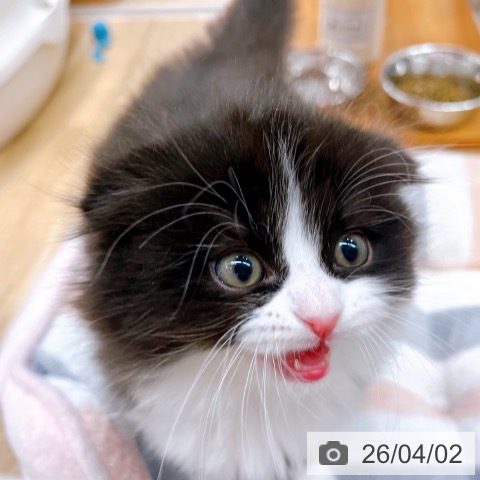 大阪府のスコティッシュフォールド (ペットプラス イオン大日店/2026年1月30日生まれ/男の子/ブラックホワイト)の子猫の3枚目の画像