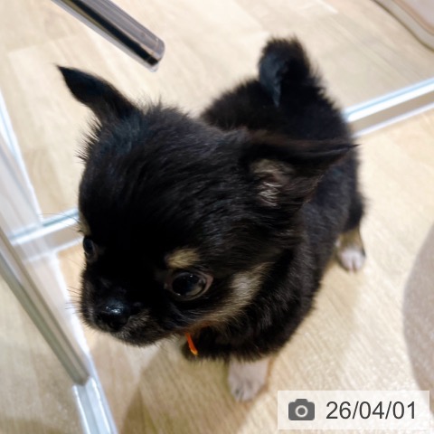 大阪府のチワワ(ロング) (ペットプラス イオン大日店/2026年1月29日生まれ/女の子/ブラックタンホワイト)の子犬の4枚目の画像