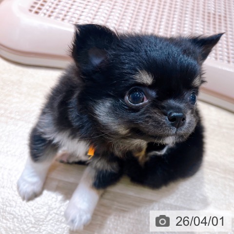 大阪府のチワワ(ロング) (ペットプラス イオン大日店/2026年1月29日生まれ/女の子/ブラックタンホワイト)の子犬の3枚目の画像