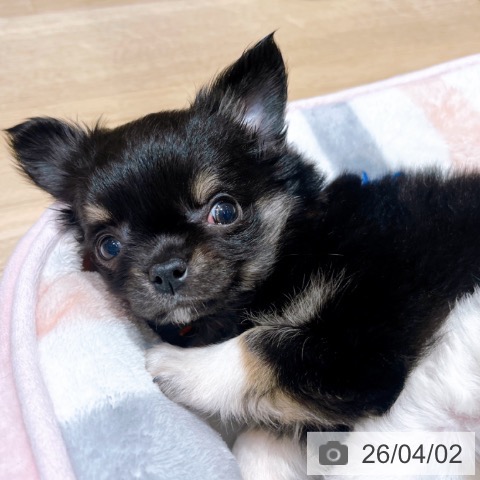 大阪府のチワワ(ロング) (ペットプラス イオン大日店/2026年1月29日生まれ/女の子/ブラックタンホワイト)の子犬の3枚目の画像