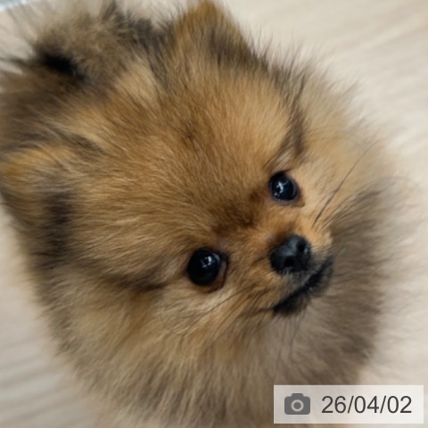 京都府のポメラニアン (ペットプラス 京都桂川店/2026年1月16日生まれ/女の子/オレンジ)の子犬の4枚目の画像