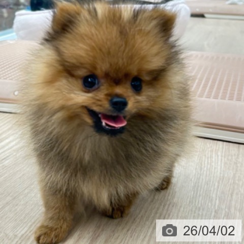 京都府のポメラニアン (ペットプラス 京都桂川店/2026年1月16日生まれ/女の子/オレンジ)の子犬の3枚目の画像