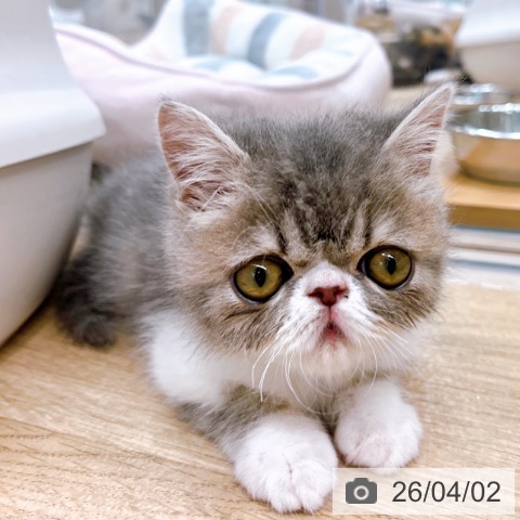 大阪府のエキゾチック (ペットプラス イオン大日店/2026年1月10日生まれ/男の子/ブルータビーホワイト)の子猫の4枚目の画像