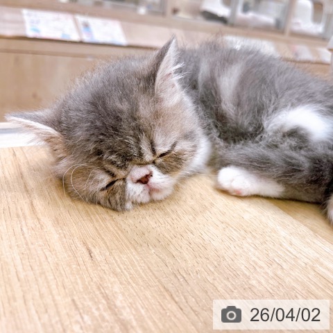 大阪府のエキゾチック (ペットプラス イオン大日店/2026年1月10日生まれ/男の子/ブルータビーホワイト)の子猫の3枚目の画像