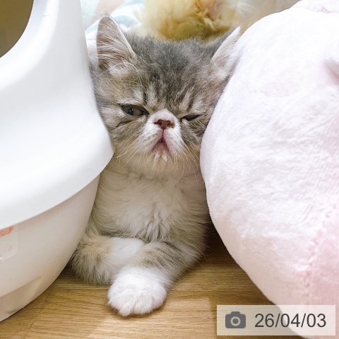 大阪府のエキゾチック (ペットプラス イオン大日店/2026年1月10日生まれ/男の子/ブルータビーホワイト)の子猫の3枚目の画像