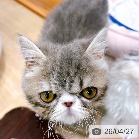 大阪府のエキゾチック (ペットプラス イオン大日店/2026年1月10日生まれ/男の子/ブルータビーホワイト)の子猫の3枚目の画像