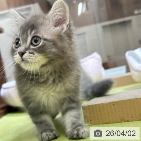 京都府のラガマフィン (ペットプラス 京都桂川店/2026年1月23日生まれ/男の子/ブルータビー)の子猫の4枚目の画像