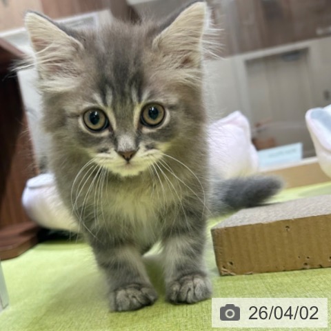 京都府のラガマフィン (ペットプラス 京都桂川店/2026年1月23日生まれ/男の子/ブルータビー)の子猫の3枚目の画像